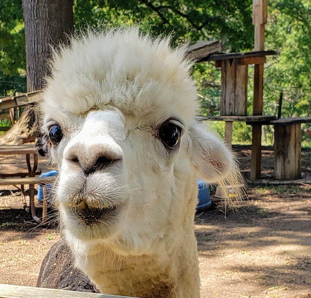Carolina Rose C.'s photo of camping with pets at Cobble Hill RV Campground (Formerly) Carolina Rose near Mooresville, NC