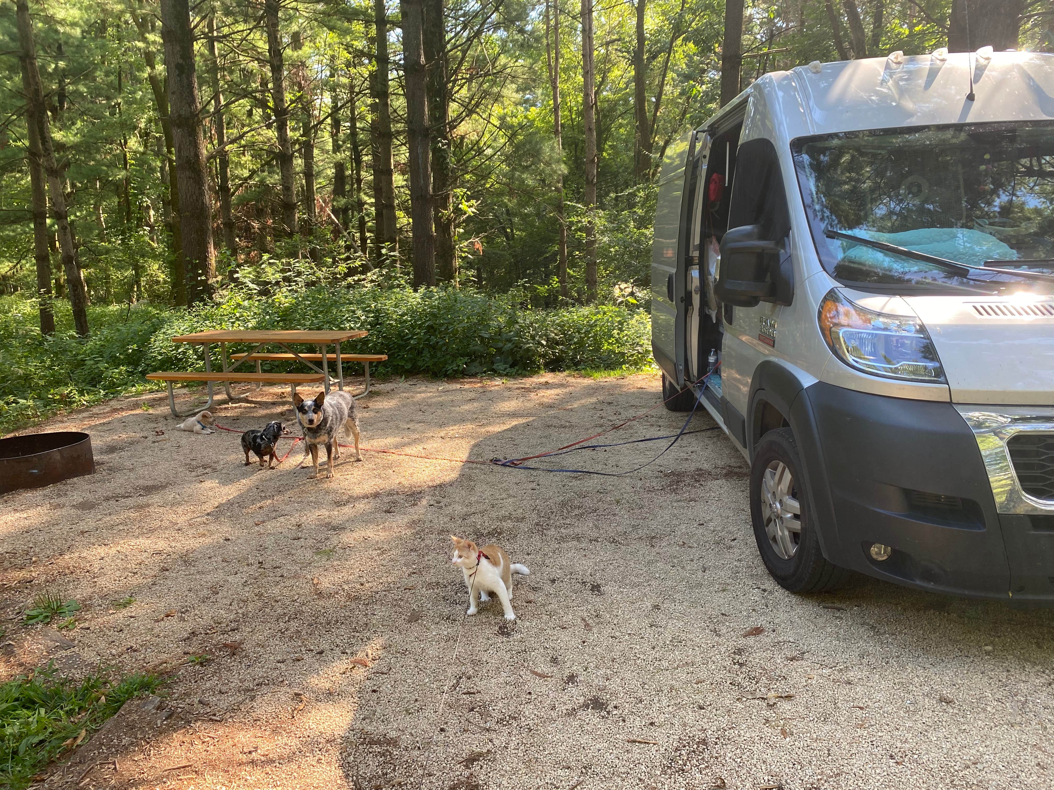 Shelly S.'s photo of camping with pets at Maquoketa Caves State Park Campground near Dubuque, IA