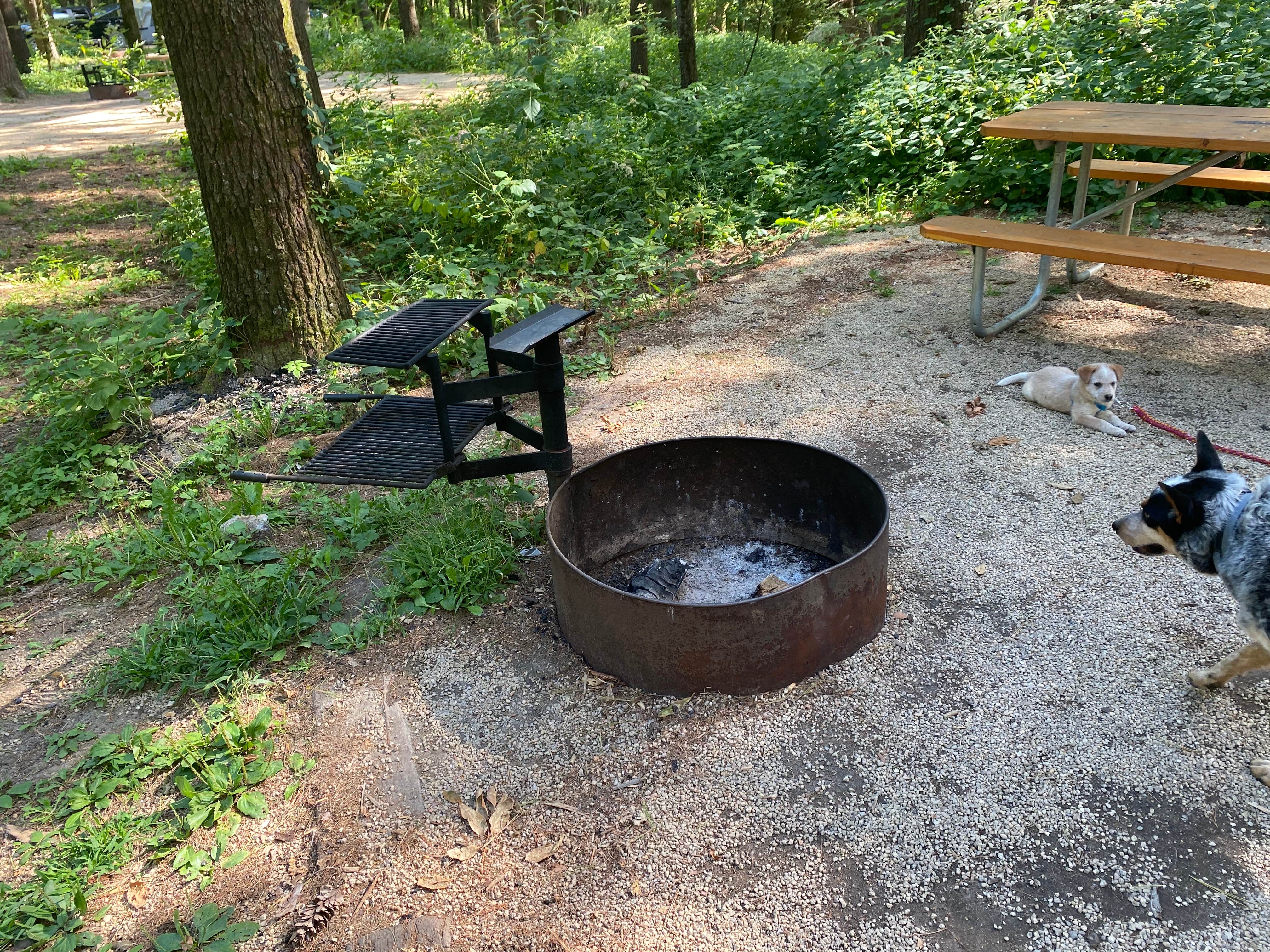 Shelly S.'s photo of camping with pets at Maquoketa Caves State Park Campground near Elizabeth, IL