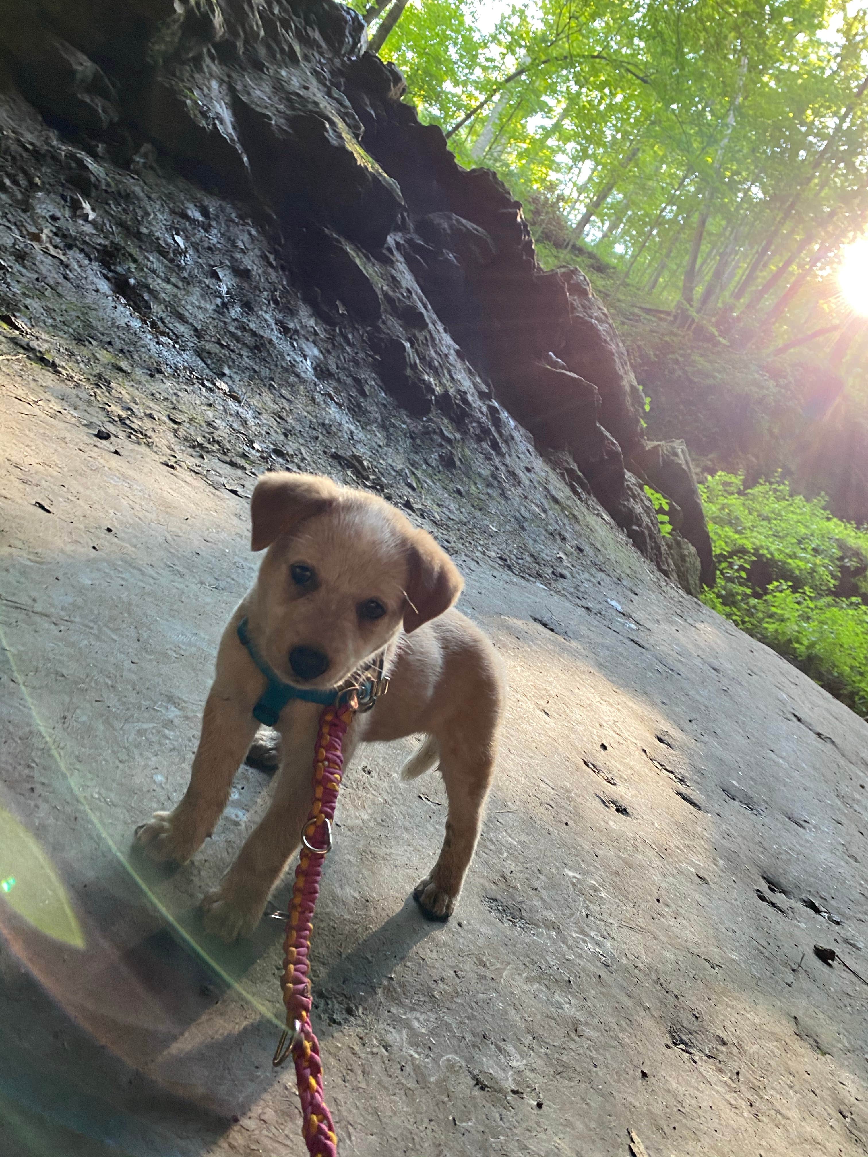 Shelly S.'s photo of camping with pets at Maquoketa Caves State Park Campground in Iowa