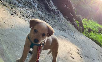 Shelly S.'s photo of camping with pets at Maquoketa Caves State Park Campground near Dubuque, IA