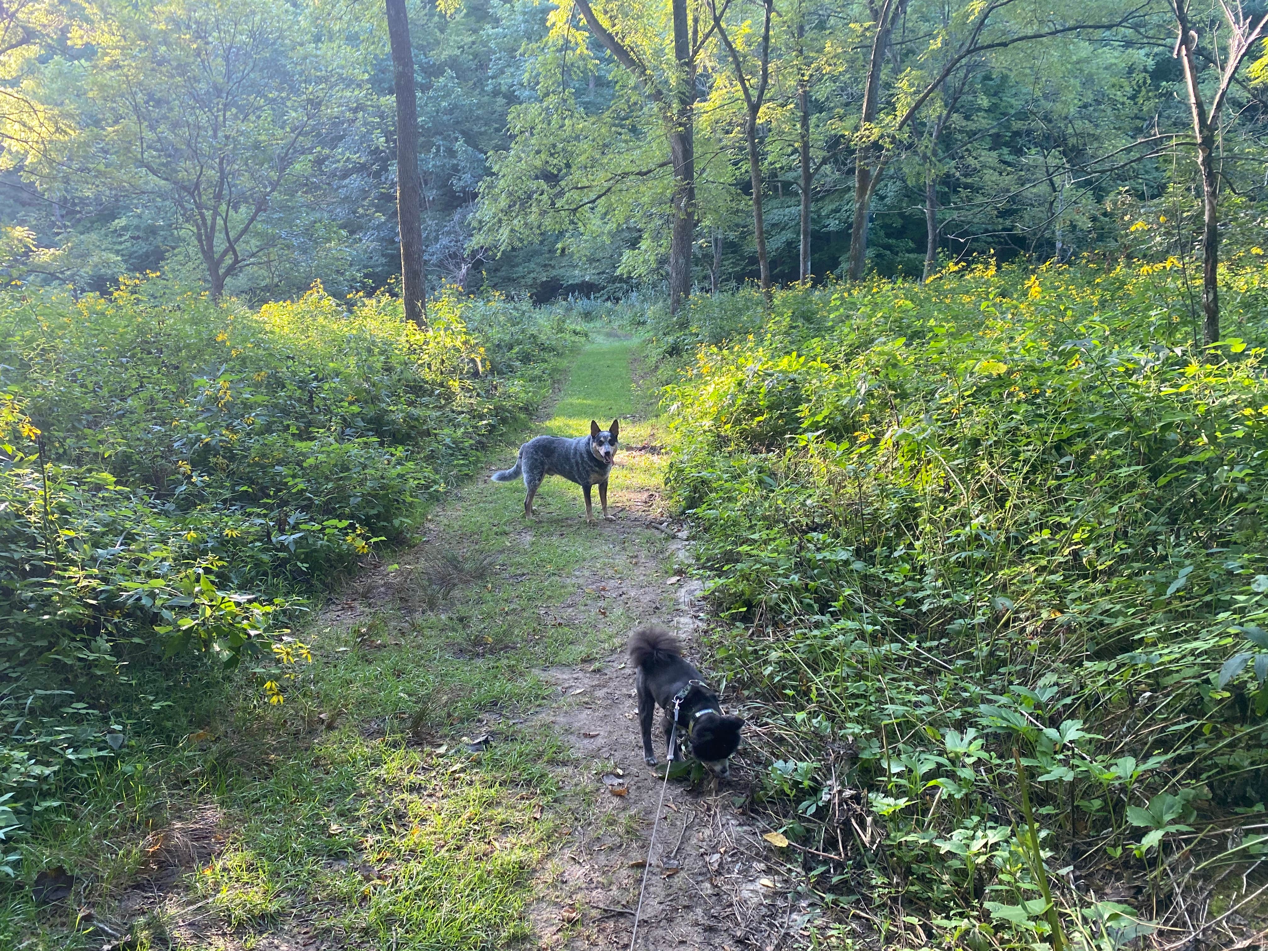 Shelly S.'s photo of camping with pets at Maquoketa Caves State Park Campground near Dubuque, IA