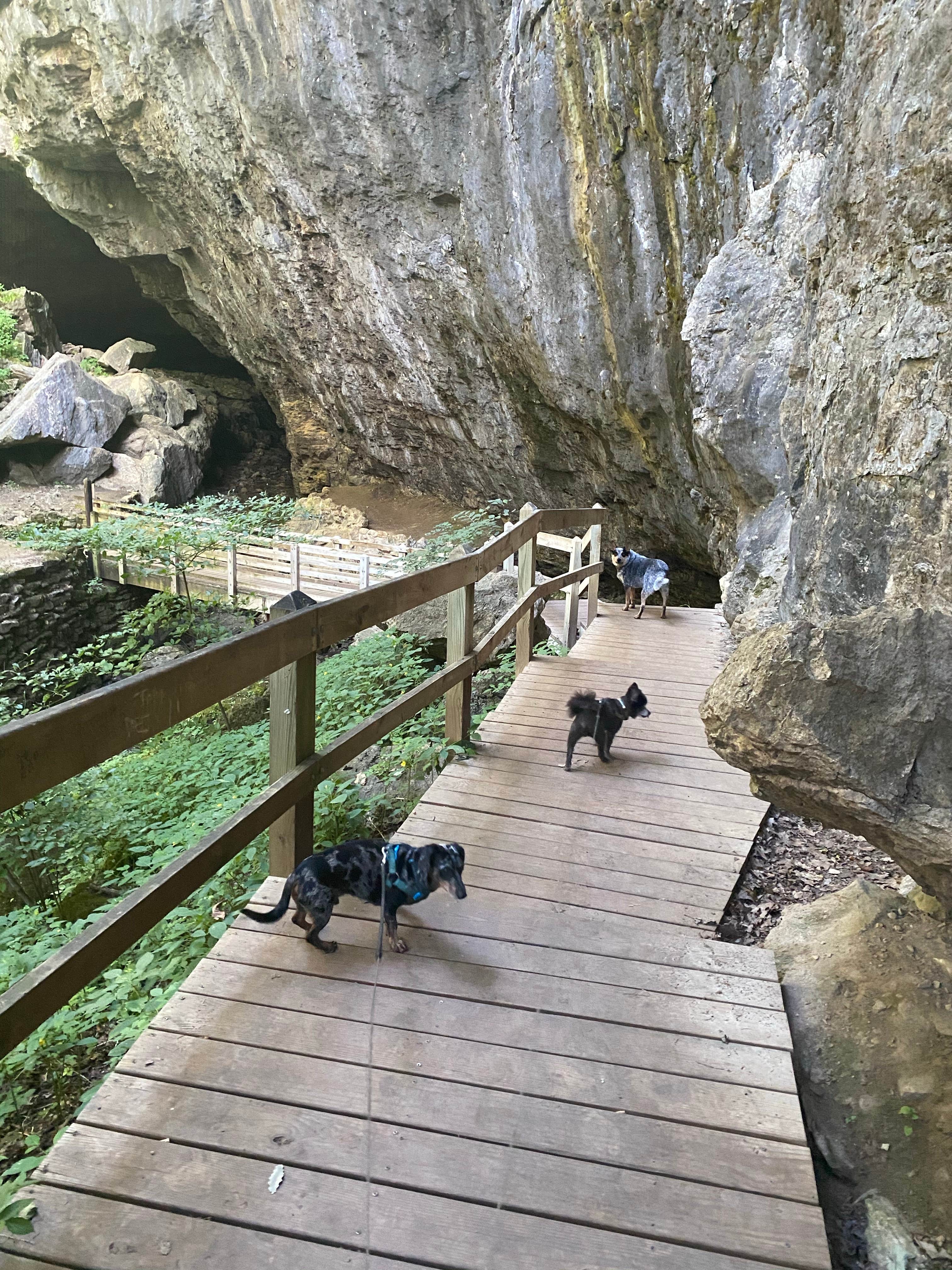Shelly S.'s photo of camping with pets at Maquoketa Caves State Park Campground near Hanover, IL