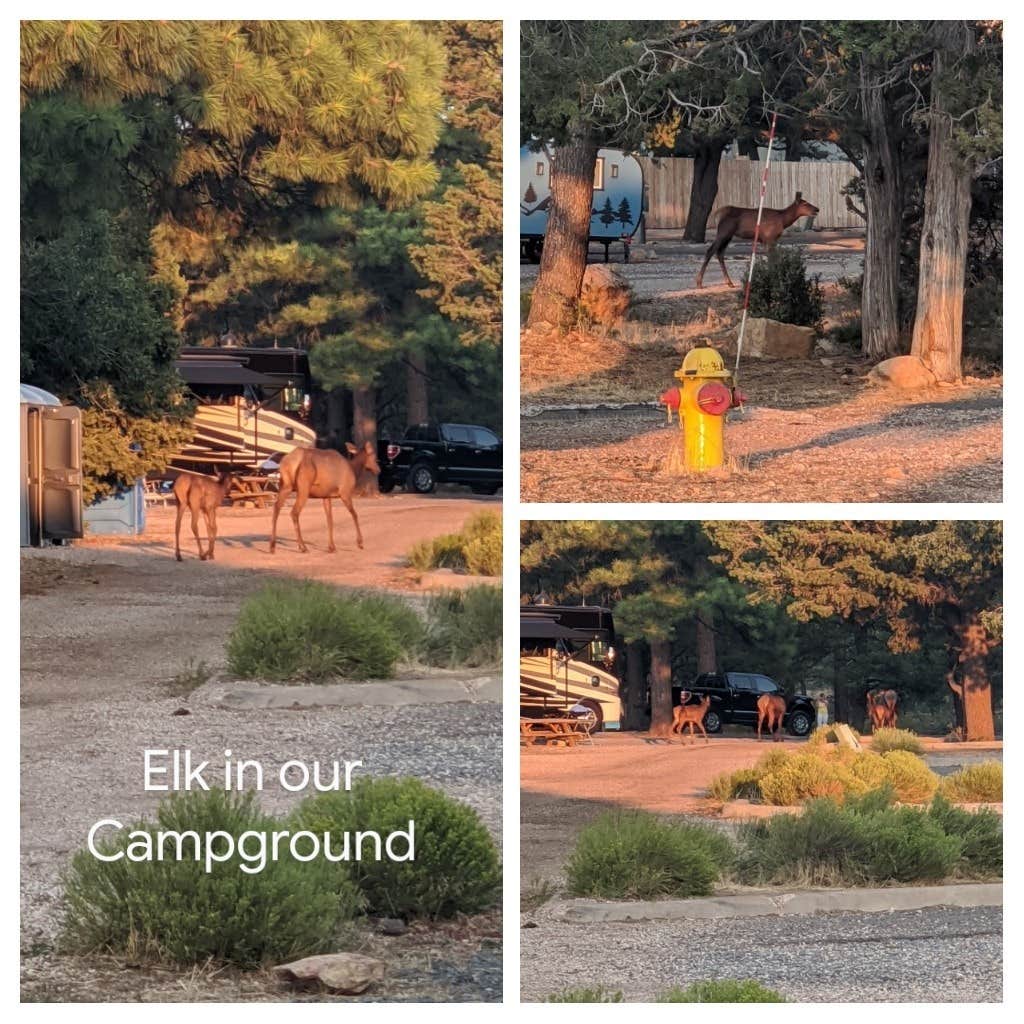Emily L.'s photo of camping with a horse at Trailer Village RV Park — Grand Canyon National Park near Jacob Lake, AZ