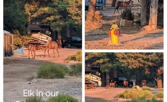 Emily L.'s photo of camping with a horse at Trailer Village RV Park — Grand Canyon National Park in Arizona