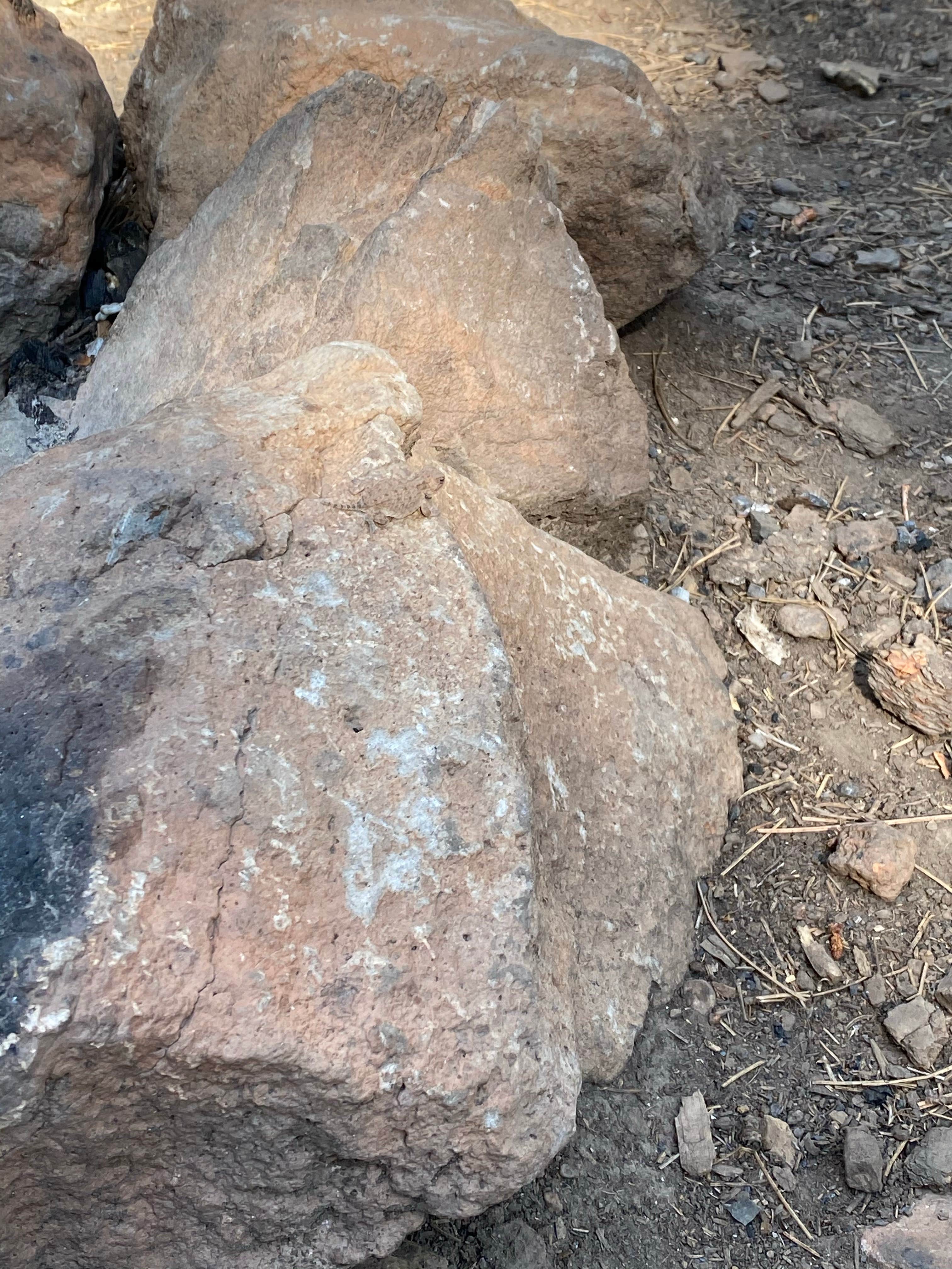 Camper-submitted photo at Rolfe C. Hoyer Campground near Eagar, AZ