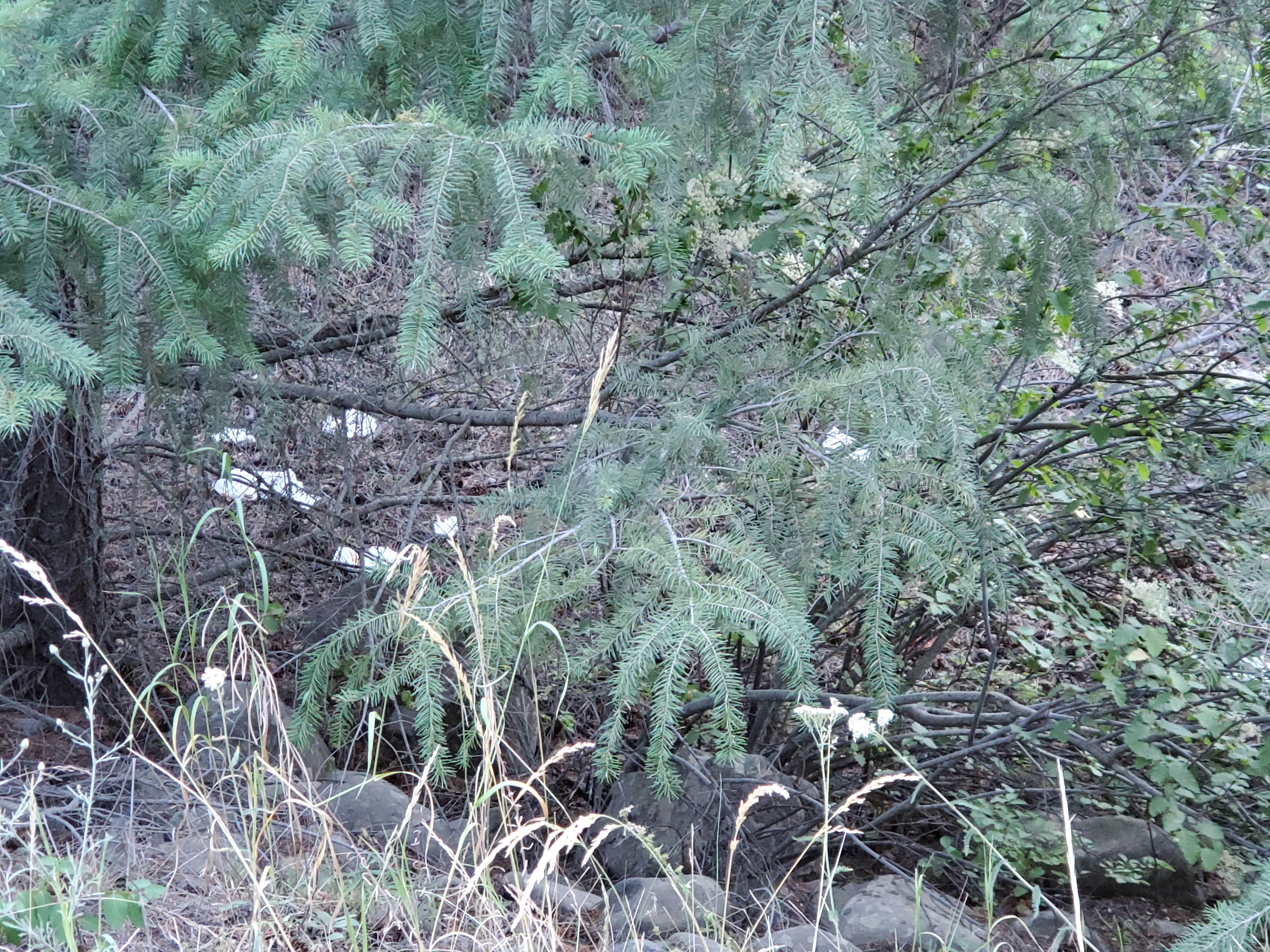 Camper-submitted photo at South Fork Tieton Dispersed Camping near Parker, WA