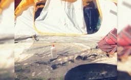 Victoria B.'s photo at Lake Griffin State Park Campground near Leesburg, FL