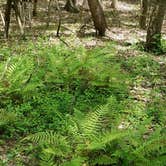 Review photo of Lake Fausse Pointe State Park Campground by Annell N., August 19, 2020