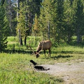 Review photo of Bridge Bay Campground — Yellowstone National Park by Craig C., August 19, 2020