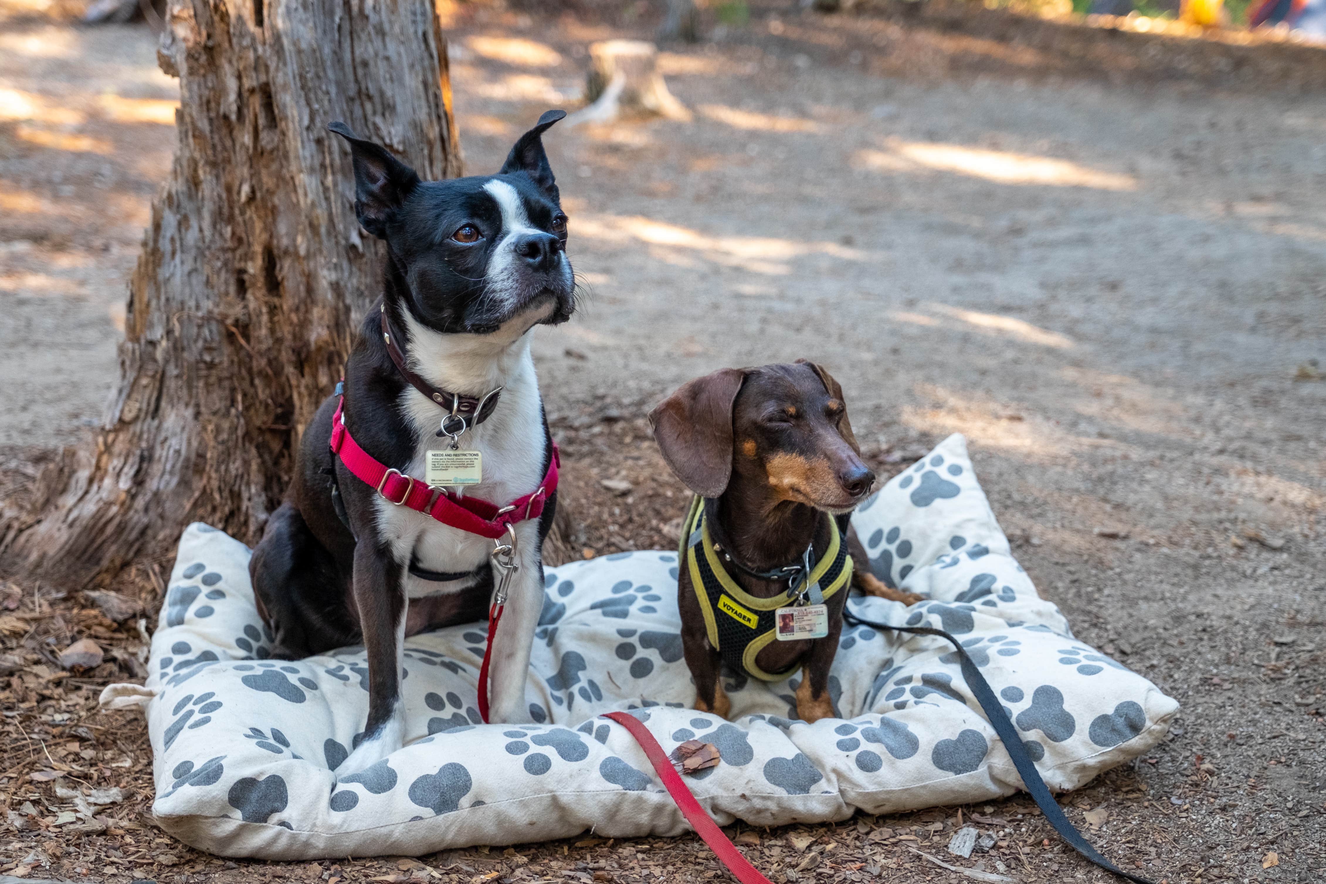 Craig M.'s photo of camping with pets at Stone Creek Campground — Mount San Jacinto State Park near Idyllwild, CA