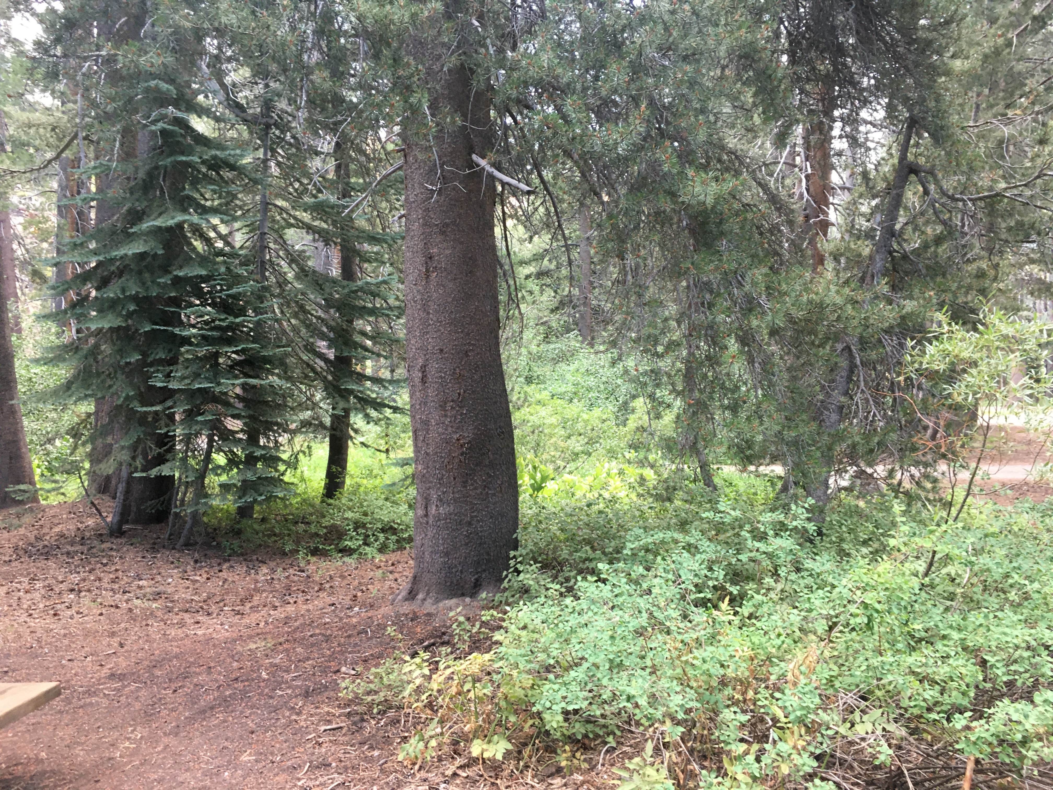Scenic Loop Dispersed Camping Eastside photo 3
