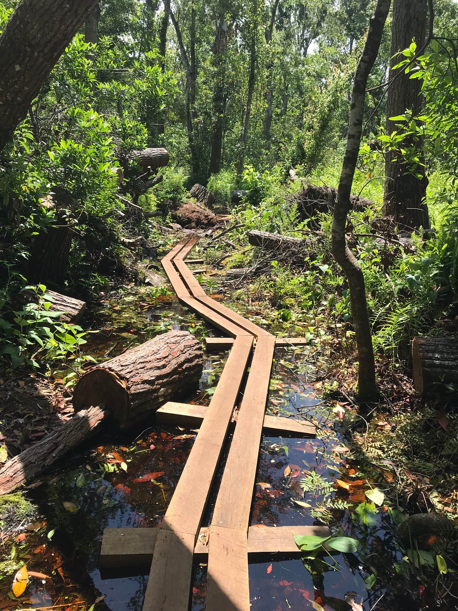 Camper submitted image from Lake Griffin State Park Campground - 2