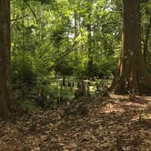 Review photo of Lake Griffin State Park Campground by Brenda S., May 1, 2018