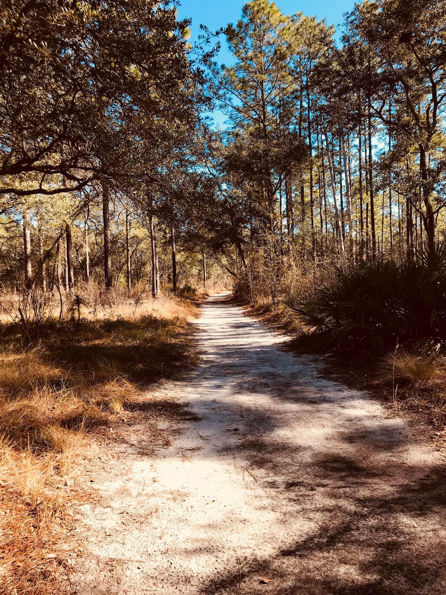 Reed Bingham State Park Campground | Adel, GA