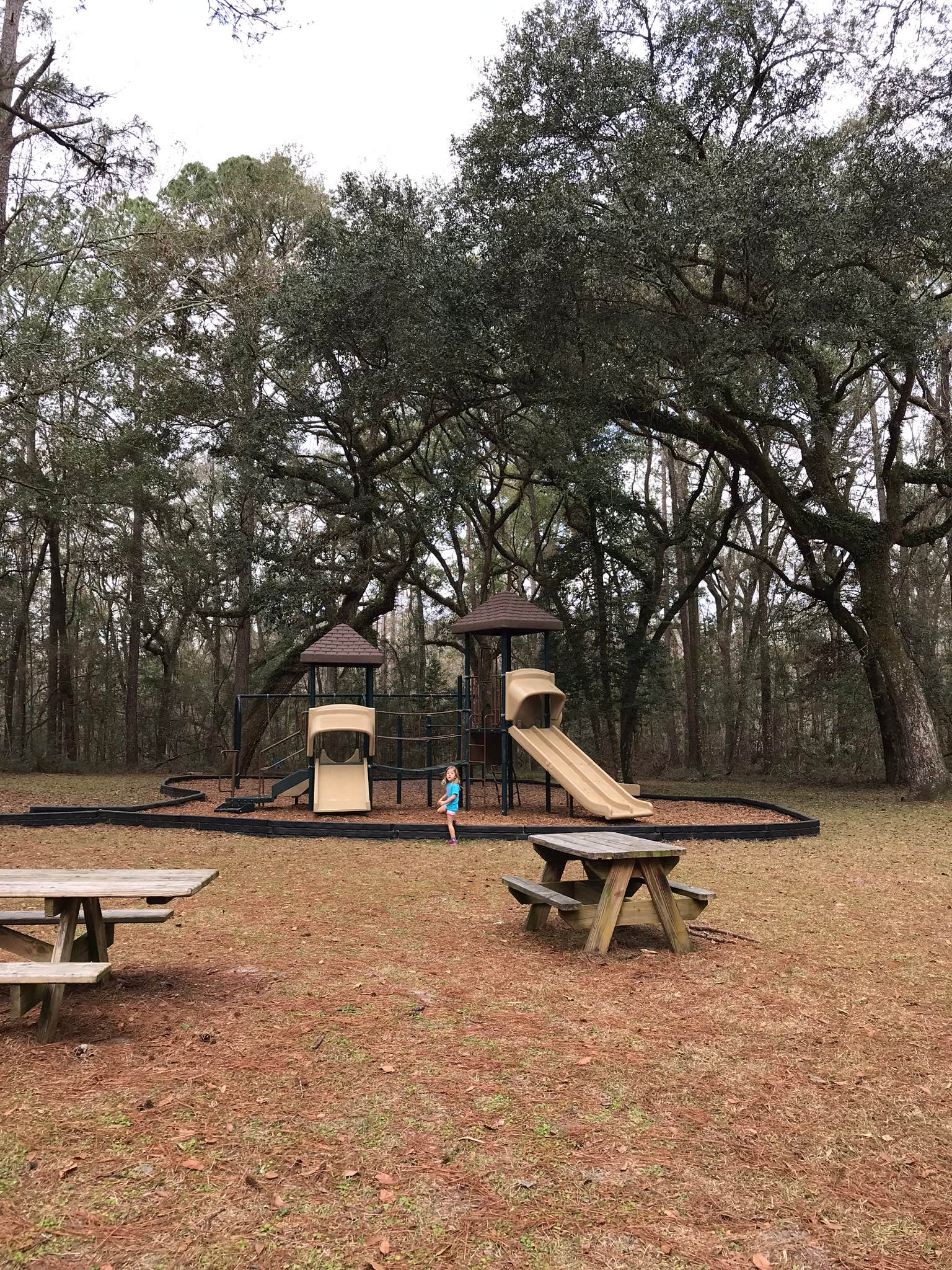 Camper submitted image from Suwannee River State Park Campground - 3