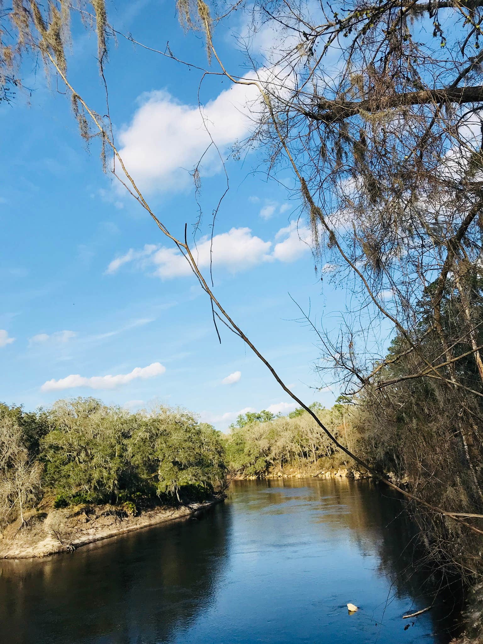 Camper submitted image from Suwannee River State Park Campground - 3