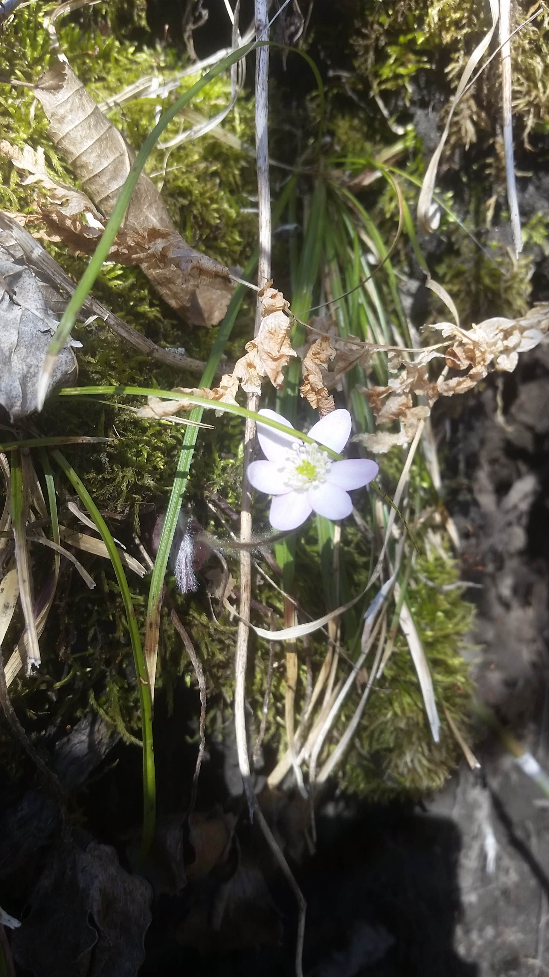 Camper-submitted photo at West Two River near Chisholm, MN