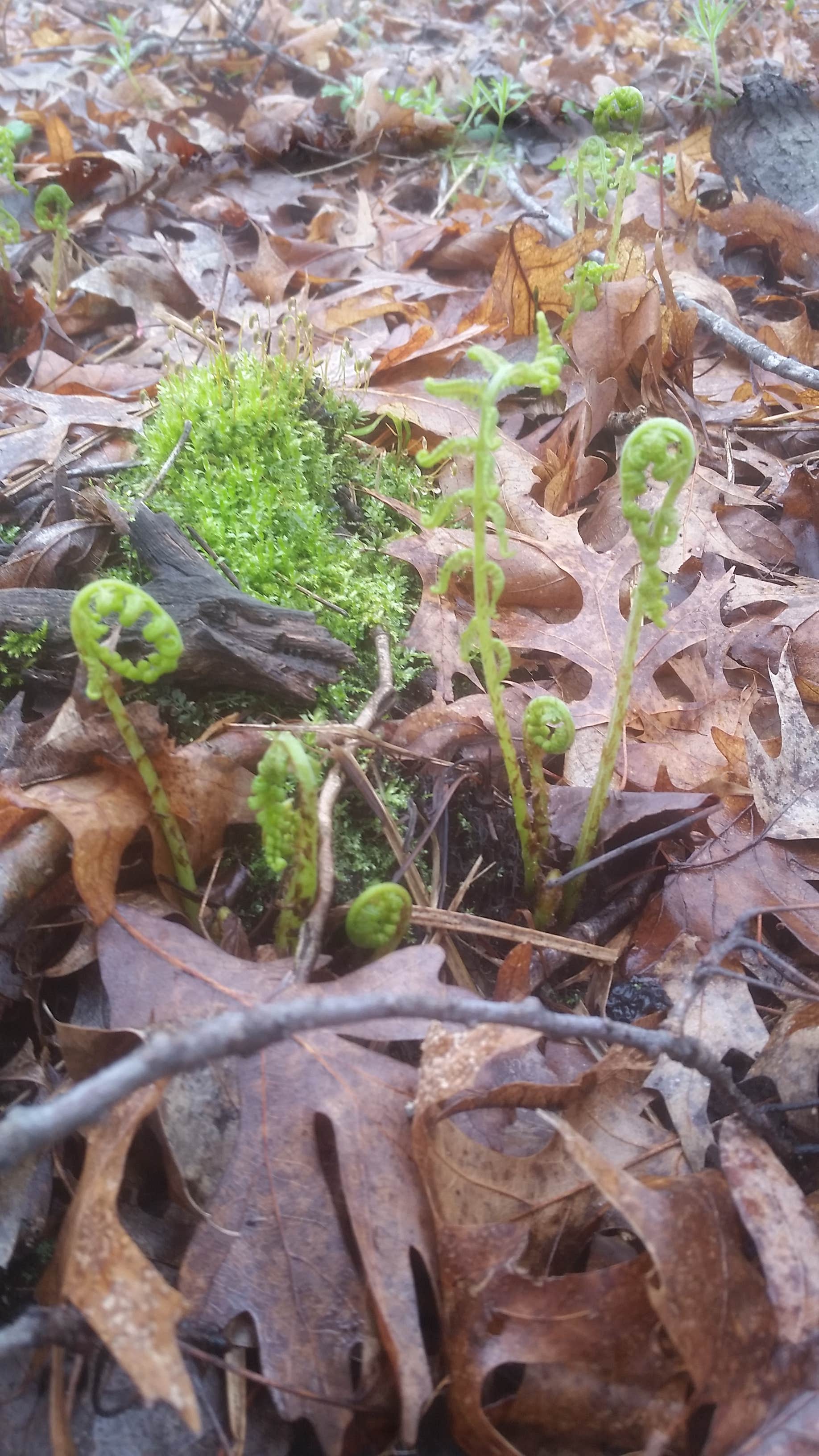 Camper-submitted photo at West Two River near Chisholm, MN