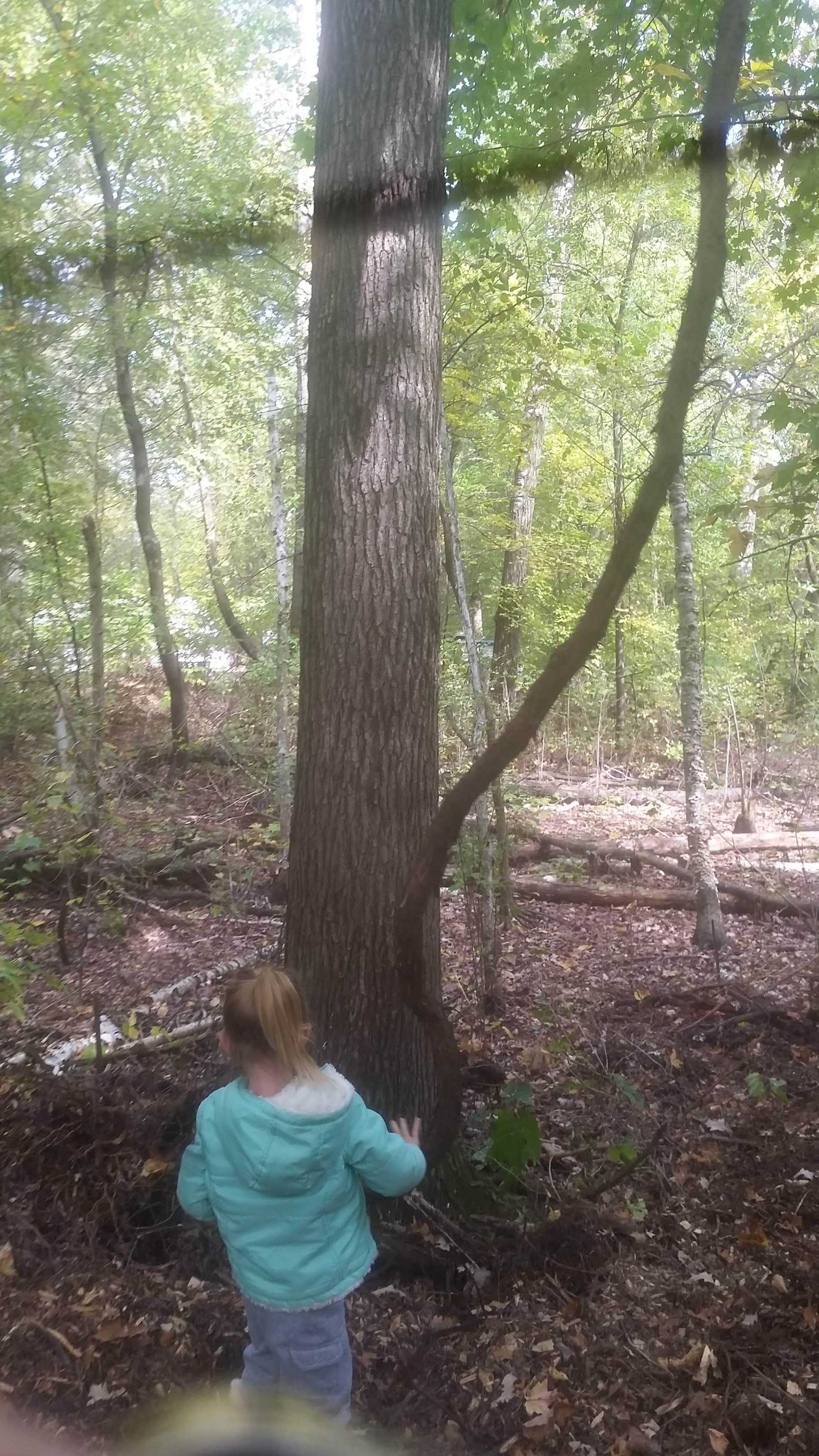 Camper-submitted photo at Schroeder County Park near Dassel, MN
