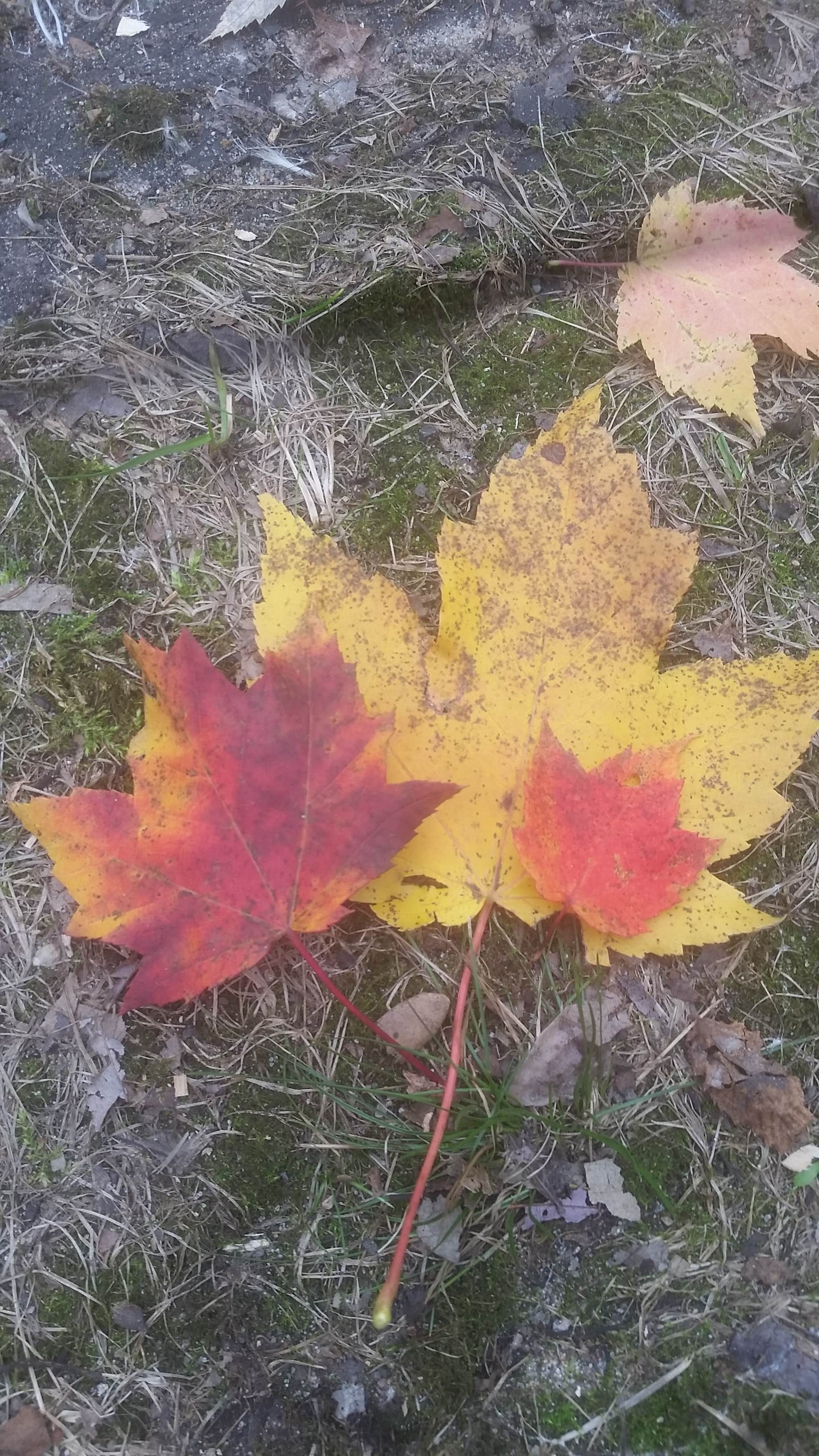 Camper-submitted photo at Schroeder County Park near Dassel, MN