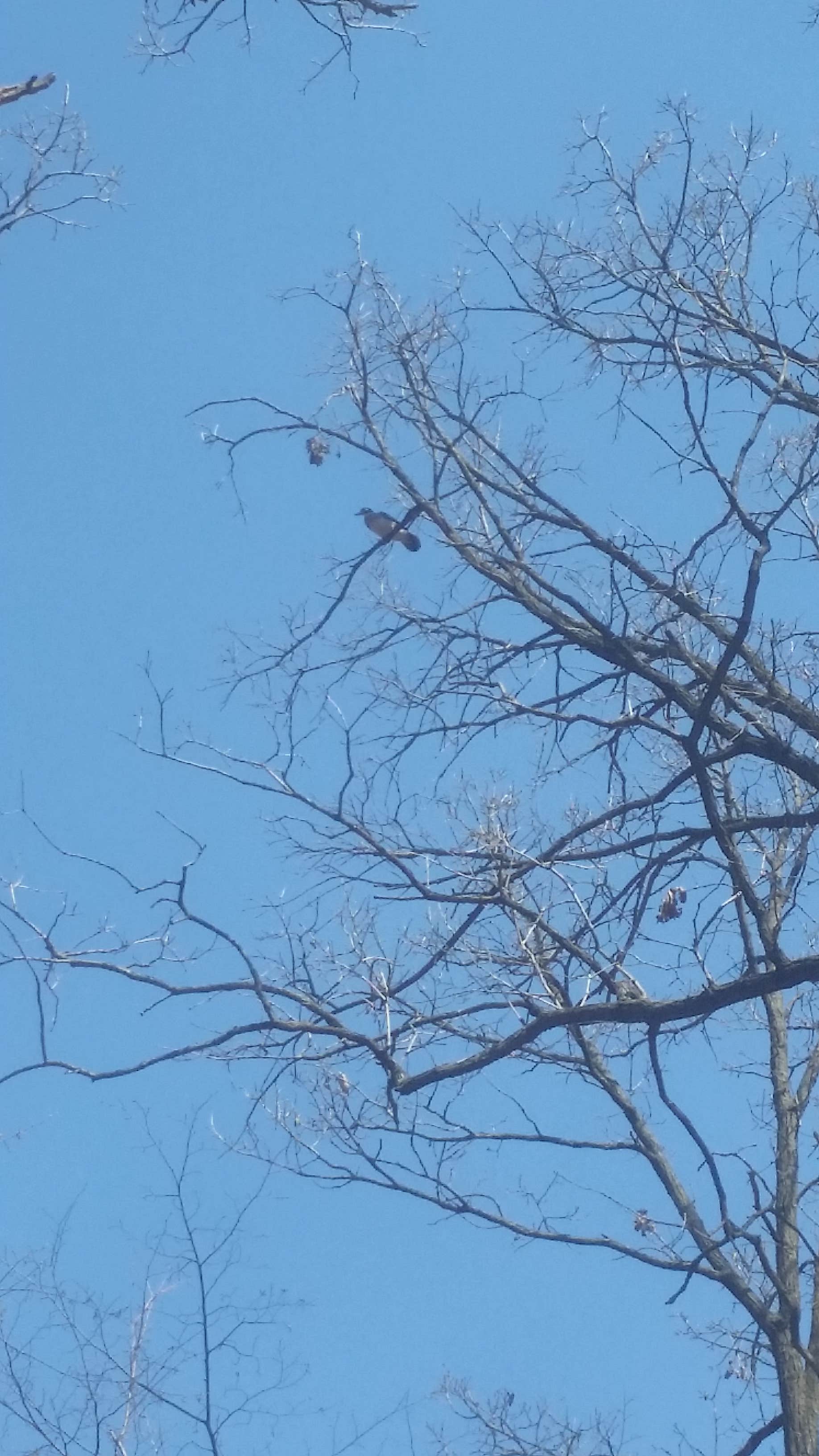 Camping near Bertram Chain of Lakes Regional Park Campground: Schroeder County Park, Annandale, Minnesota