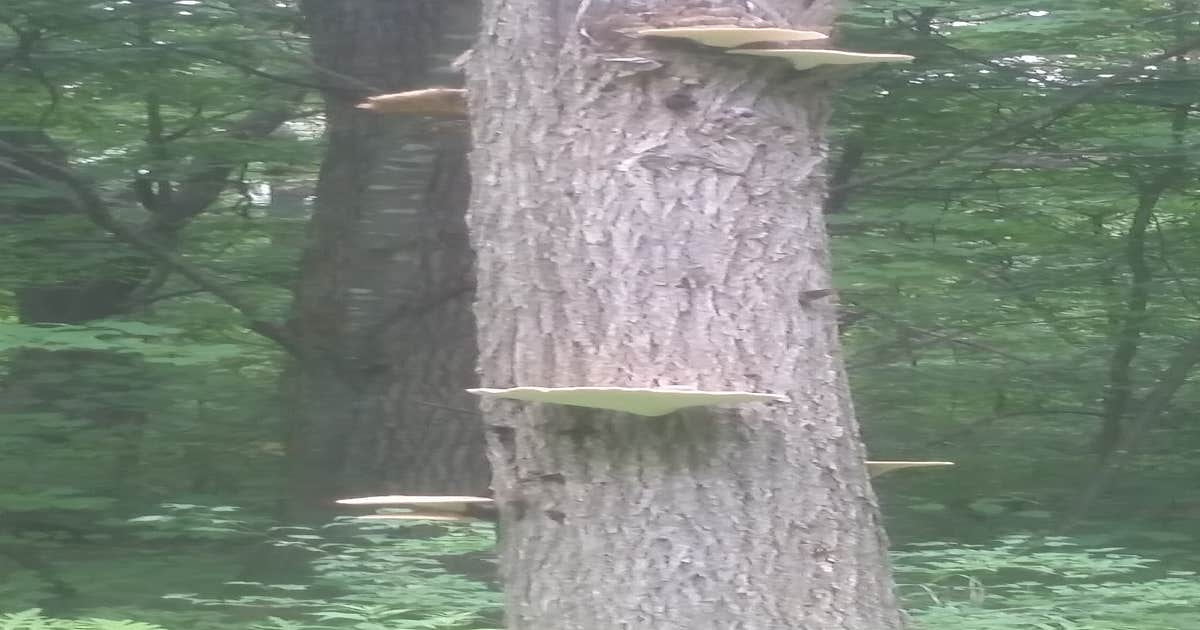 Aitkin County Snake River Campground - Main photo