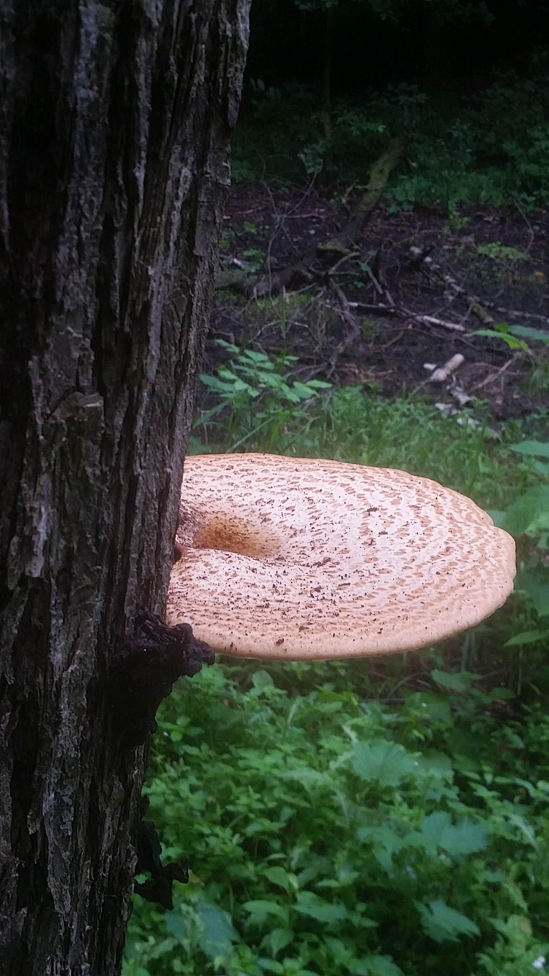 Camper-submitted photo at St. Croix Family Campground — Governor Knowles State Forest near Saint Croix National Scenic River