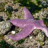 Review photo of Hope Island Marine State Park - Skagit County by Raphaela H., July 5, 2016
