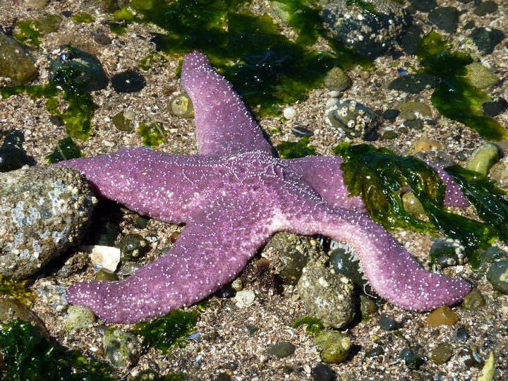 Camper submitted image from Hope Island Marine State Park - Skagit County - 5