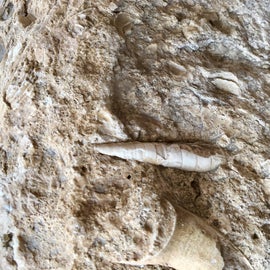 There are numerous fossils embedded in the land in this park.