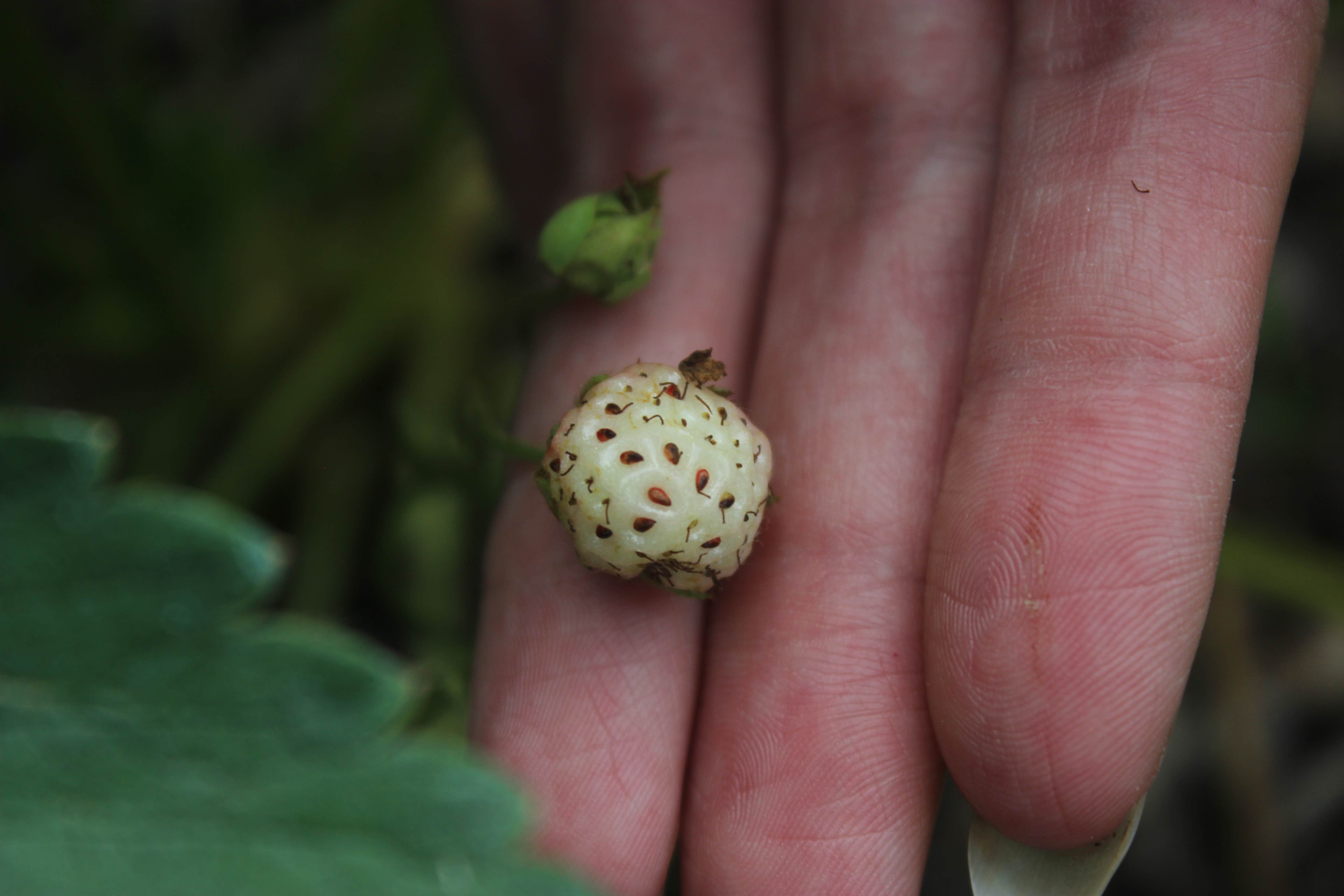 Camper-submitted photo at Camp Creek Campground near Yellow Pine, ID