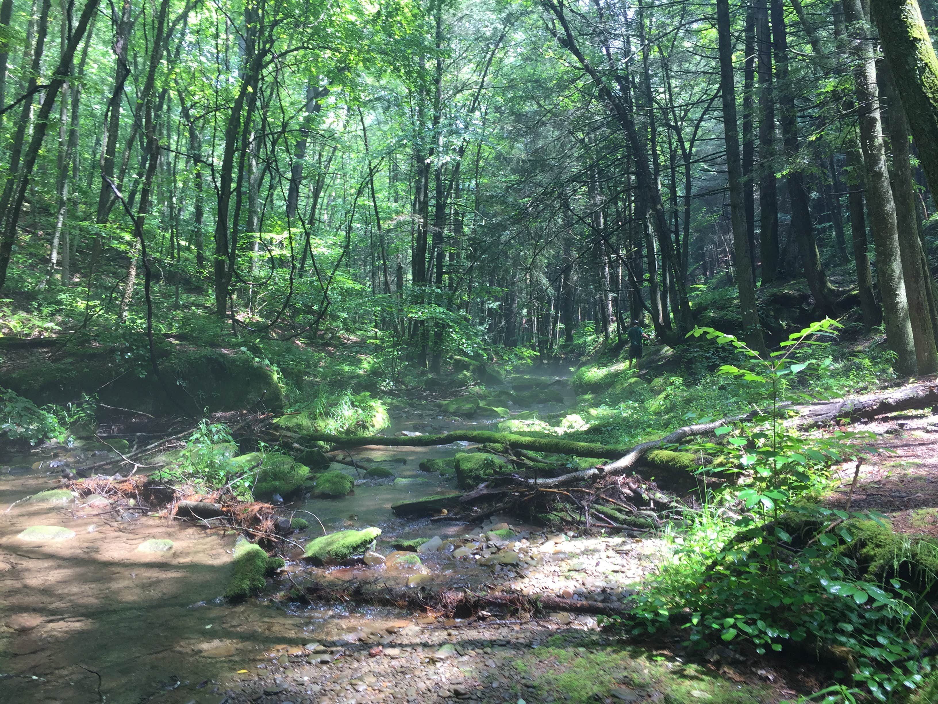 Camper submitted image from Sinnemahoning State Park Campground - 2