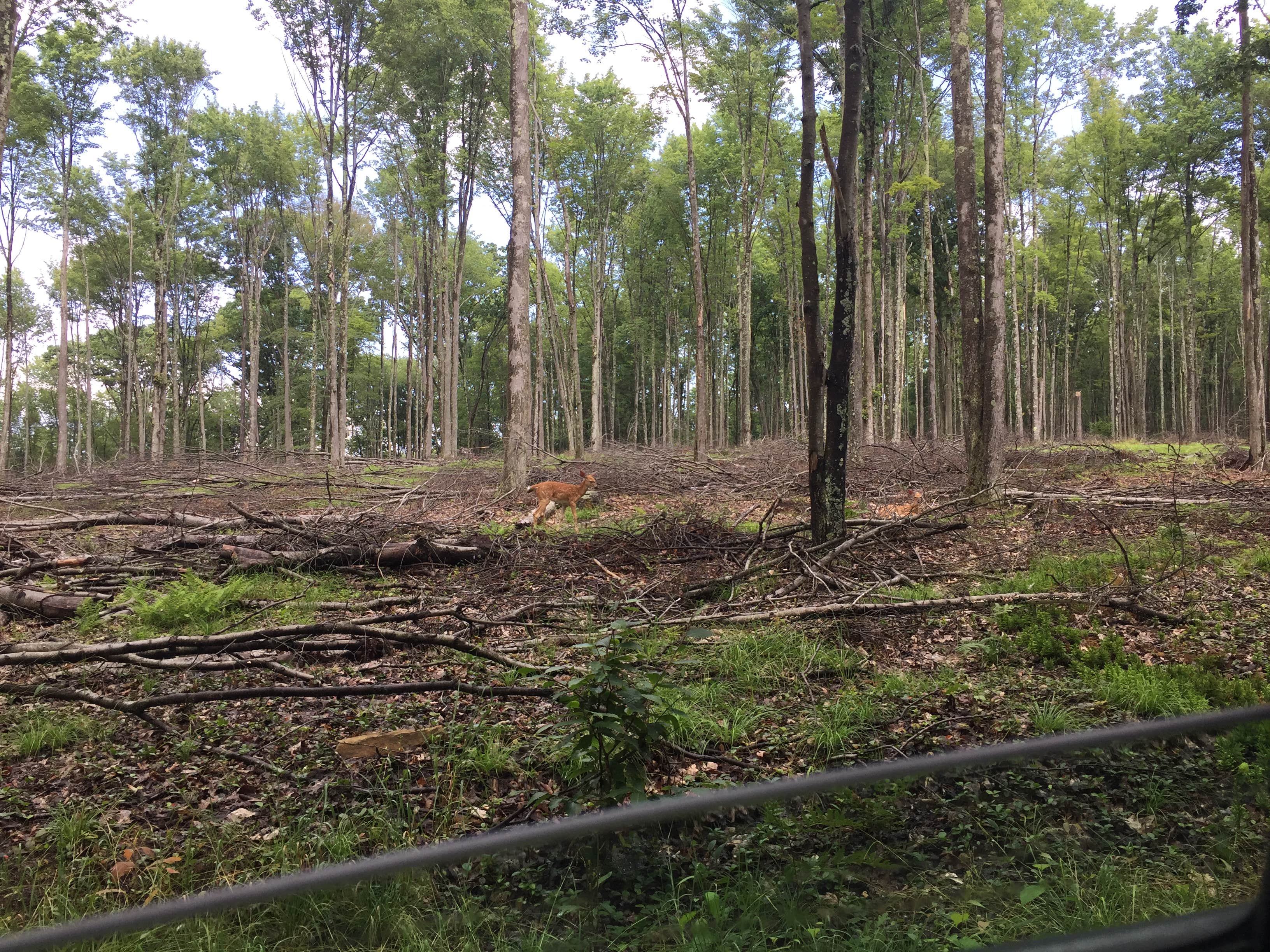 Camper-submitted photo at Sinnemahoning State Park Campground near Emporium, PA