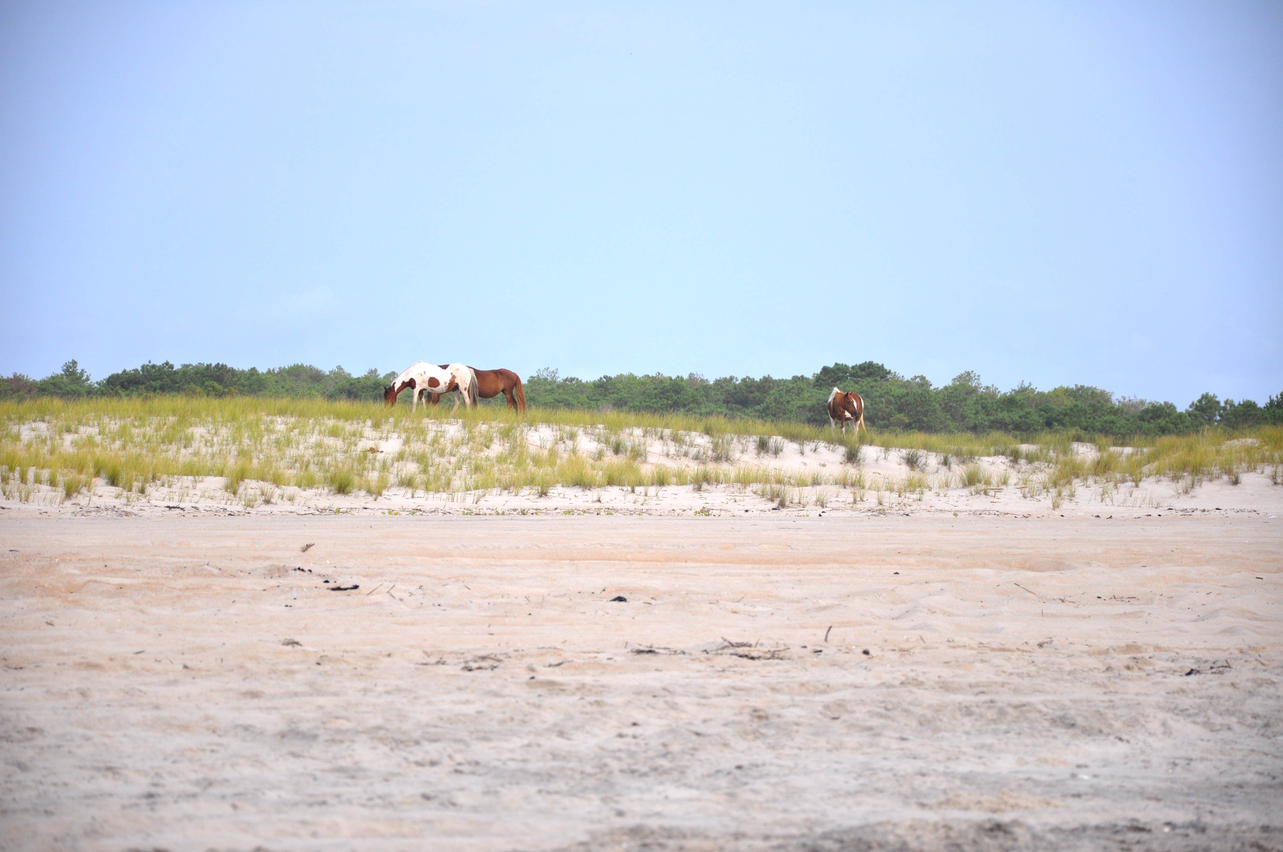 Camper submitted image from Little Levels Backcountry Site — Assateague Island National Seashore - 4