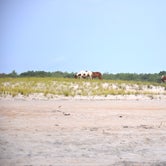 Review photo of Little Levels Backcountry Site — Assateague Island National Seashore by Rachel B., May 2, 2018