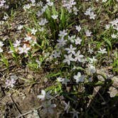 Review photo of Elizabeth Furnace Campground by Shari  G., May 2, 2018