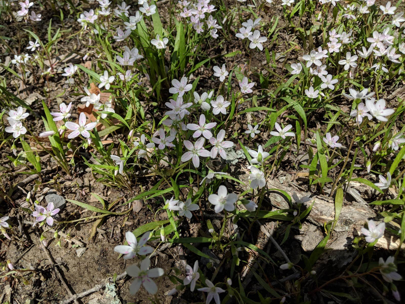 Camper submitted image from Elizabeth Furnace Campground - 2