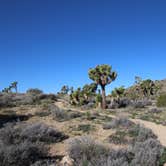 Review photo of Black Rock Campground — Joshua Tree National Park by Elliott B., July 5, 2016