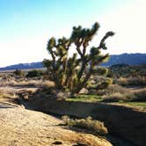 Review photo of Black Rock Campground — Joshua Tree National Park by Elliott B., July 5, 2016