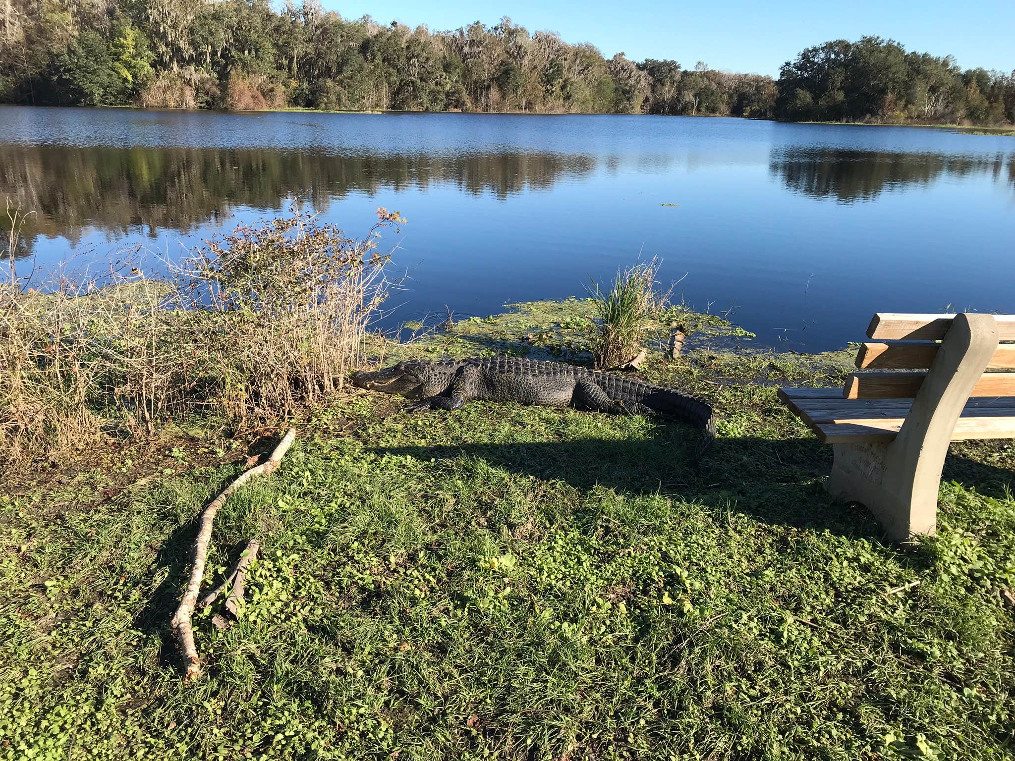 Camper-submitted photo at Paynes Prairie Preserve State Park Campground near Welaka, FL