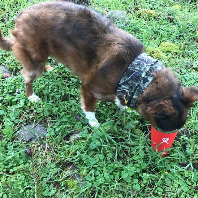 Julie P.'s photo of camping with pets at Paradise In Oregon near Willamette National Forest