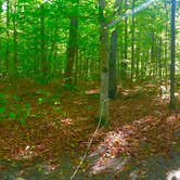 Review photo of Dry River — Crawford Notch State Park by Ellie H., May 3, 2018