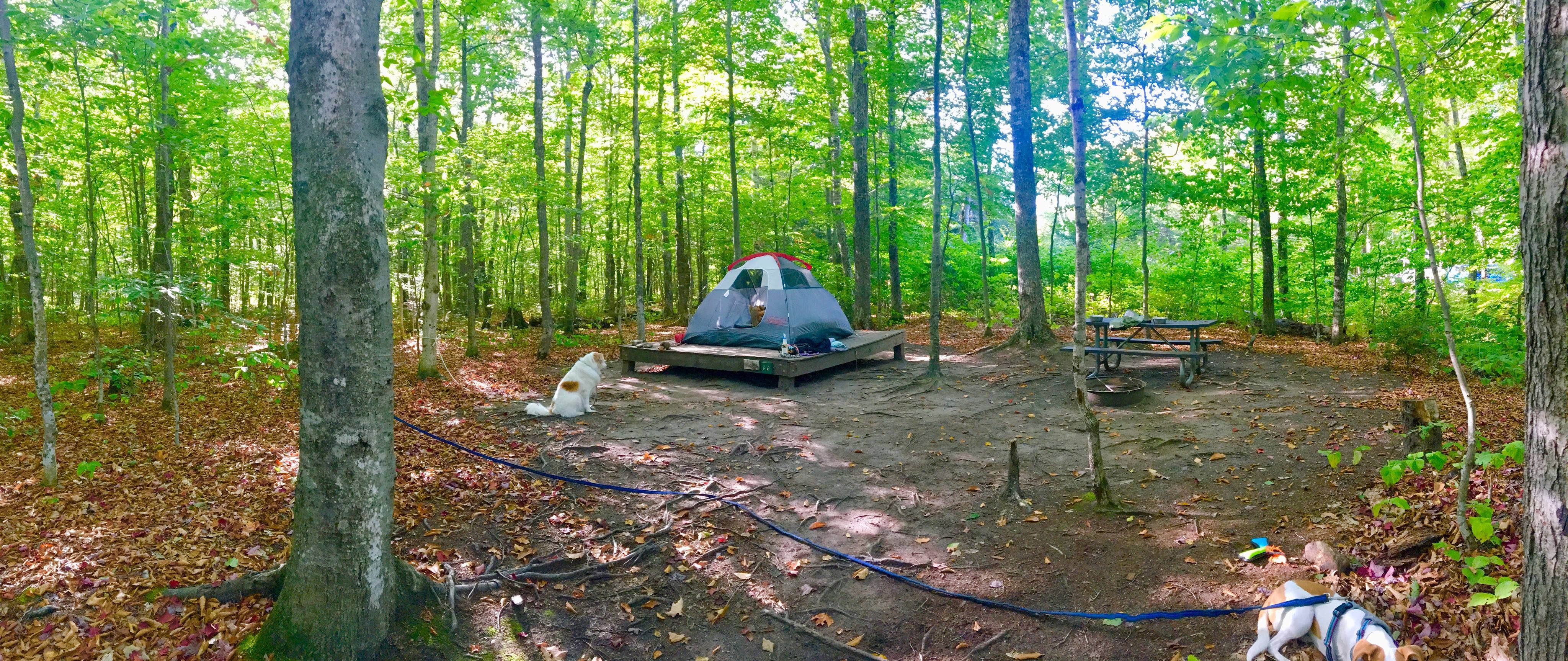 Camper submitted image from Dry River — Crawford Notch State Park - 4