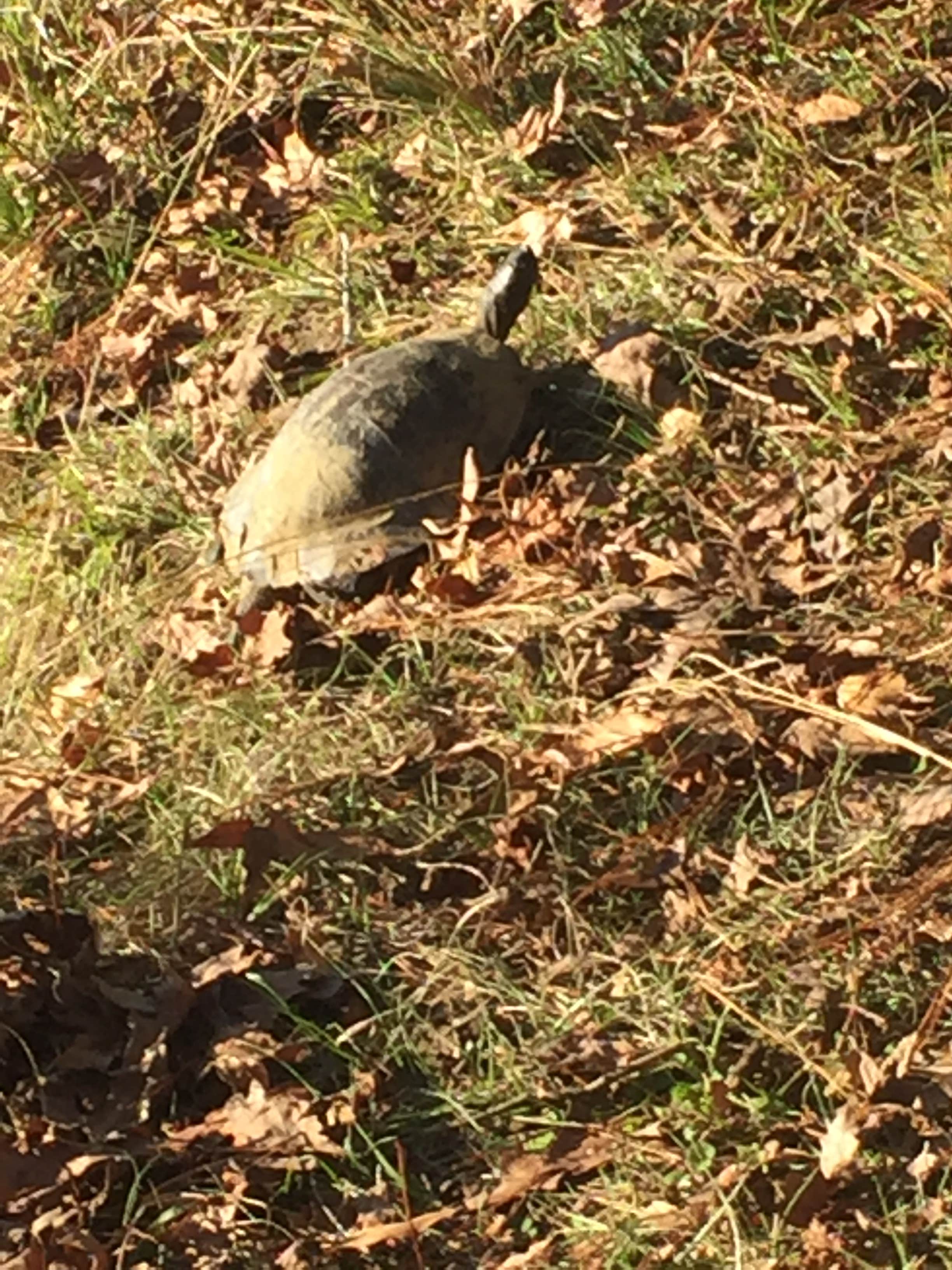 Camper-submitted photo at Tombigbee Lake - AC Indian Reservation near Steinhagen Lake