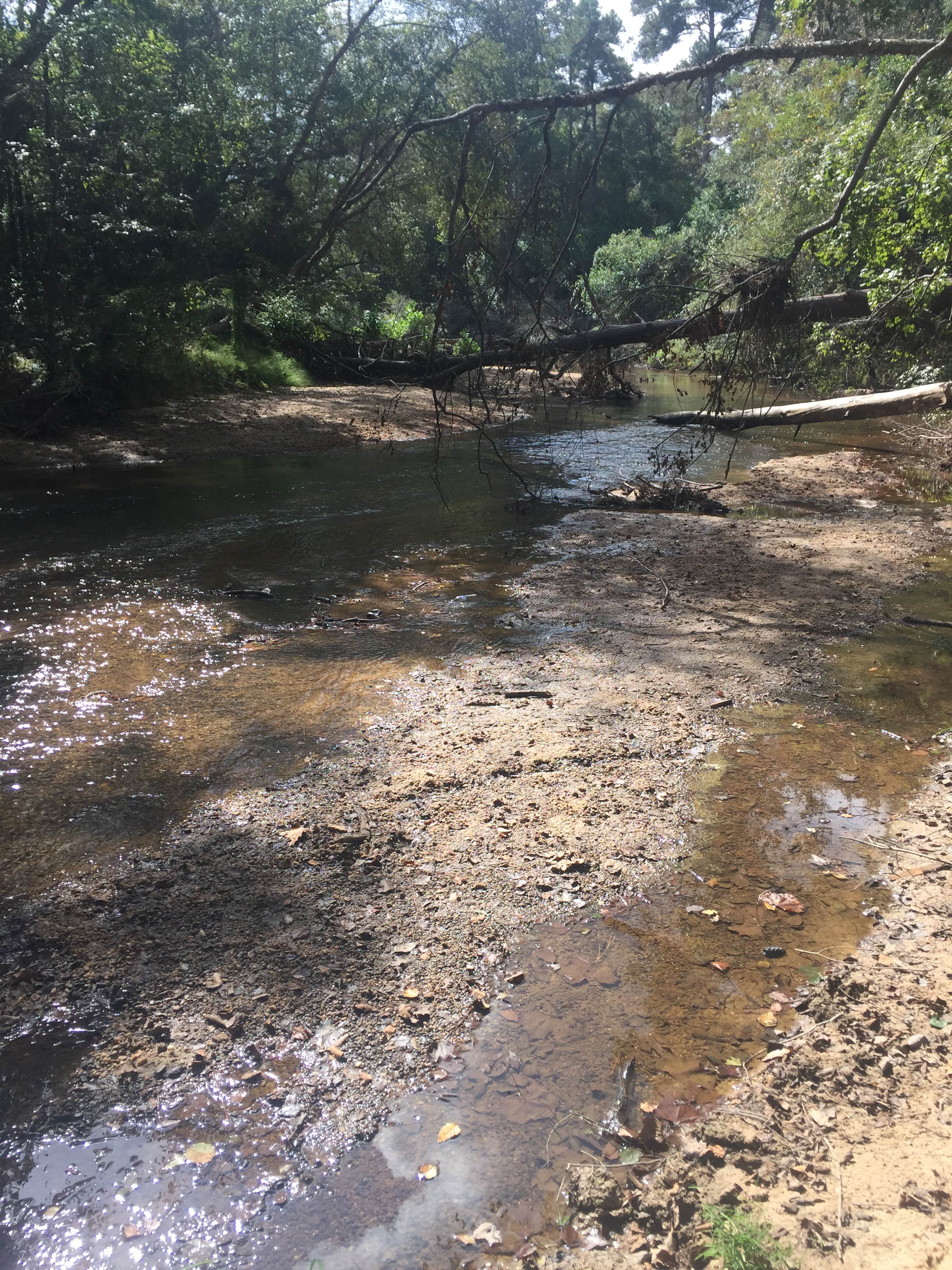 Camper submitted image from Lake Houston Wilderness Park - 5