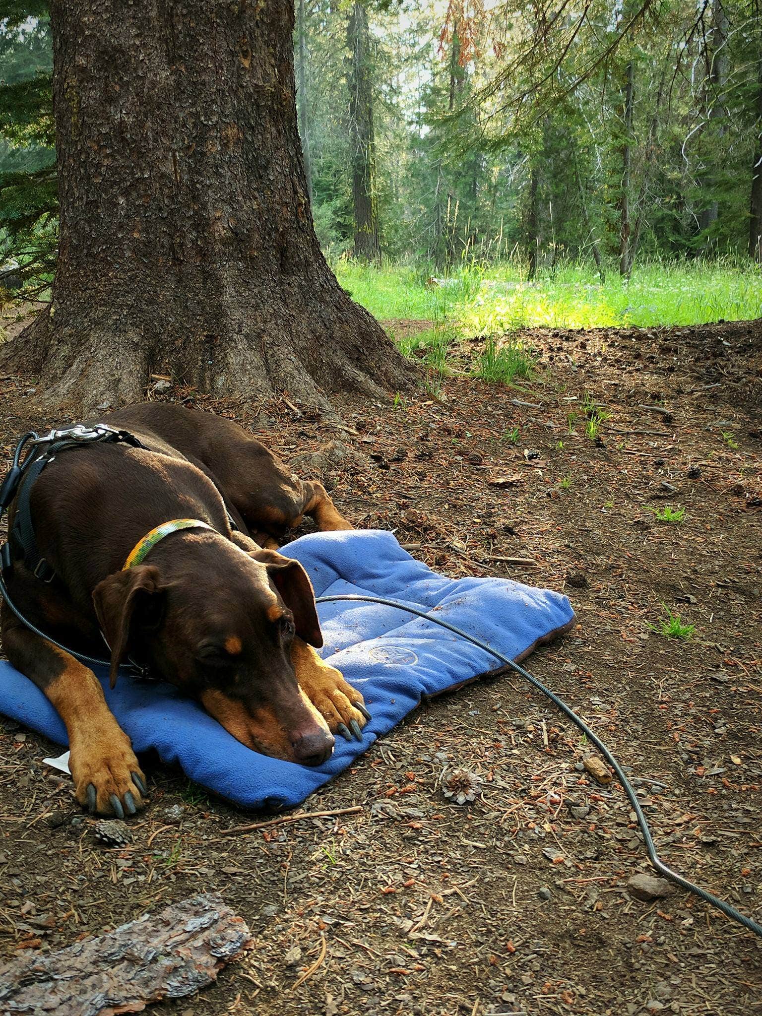 Camper-submitted photo at Chapman near Clio, CA