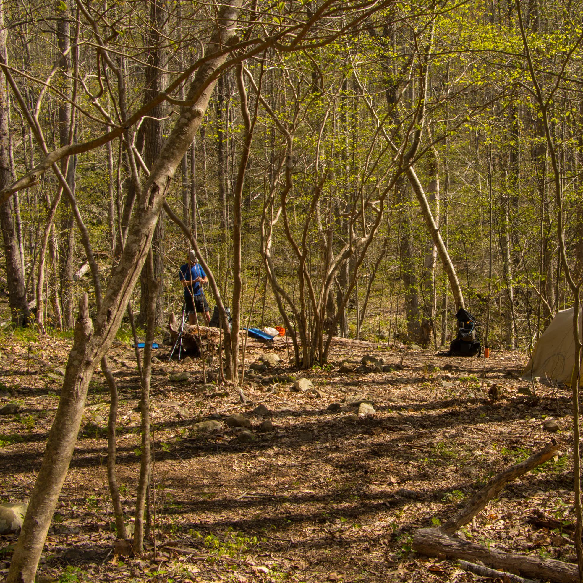 Shenandoah National Park Dispersed Sites Camping The Dyrt