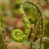 Review photo of Shenandoah National Park Dispersed Sites — Shenandoah National Park by Shari  G., May 3, 2018