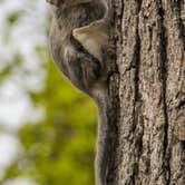 Review photo of Shenandoah National Park Dispersed Sites — Shenandoah National Park by Shari  G., May 3, 2018